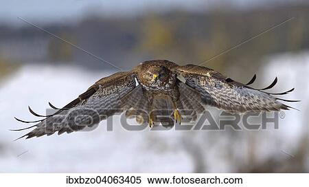 Stock Photography - "Buzzard (Buteo buteo) in flight, Swabian Alb Biosphere Reserve, Baden-Wurttemberg, Germany, Europe". Fotosearch
