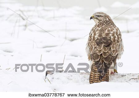 "Buzzard (Buteo buteo) in the snow, Hesse, Germany, Europe" View Large Photo Image Stock Photo - "Buzzard (Buteo buteo) in the snow, Hesse, Germany, Europe". Fotosearch