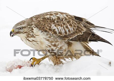 Stock Image - "Buzzard (Buteo buteo) in the snow with prey, Hesse, Germany, Europe". Fotosearch