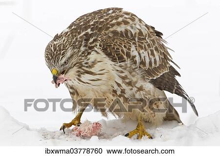 "Buzzard (Buteo buteo) in the snow with prey, Hesse, Germany, Europe" View Large Photo Image Stock Image - "Buzzard (Buteo buteo) in the snow with prey, Hesse, Germany, Europe". Fotosearch