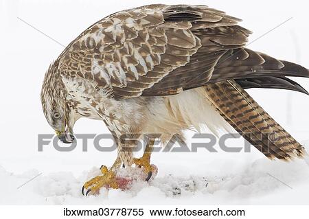 Stock Photography - "Buzzard (Buteo buteo) in the snow with prey, Hesse, Germany, Europe". Fotosearch