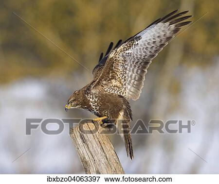 "Buzzard (Buteo buteo), landing on an old willow pole, Swabian Alb Biosphere Reserve, Baden-Wurttemberg, Germany, Europe" View Large Photo Image Stock Photo - "Buzzard (Buteo buteo), landing on an old willow pole, Swabian Alb Biosphere Reserve, Baden-Wurttemberg, Germany, Europe". Fotosearch