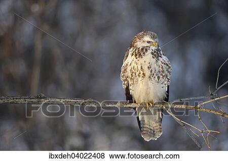 "Buzzard (Buteo buteo), light, almost white color morph, Allgau, Bavaria, Germany, Europe" View Large Photo Image Stock Photo - "Buzzard (Buteo buteo), light, almost white color morph, Allgau, Bavaria, Germany, Europe". Fotosearch