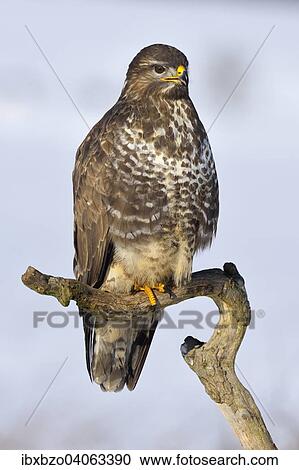 "Buzzard (Buteo buteo), perched on a branch in a snow-covered landscape, Swabian Alb Biosphere Reserve, Baden-Wurttemberg, Germany, Europe" View Large Photo Image Stock Image - "Buzzard (Buteo buteo), perched on a branch in a snow-covered landscape, Swabian Alb Biosphere Reserve, Baden-Wurttemberg, Germany, Europe". Fotosearch