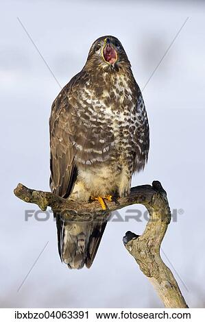 "Buzzard (Buteo buteo), perched on a branch in a snow-covered landscape with an open beak, Swabian Alb Biosphere Reserve, Baden-Wurttemberg, Germany, Europe" View Large Photo Image Stock Image - "Buzzard (Buteo buteo), perched on a branch in a snow-covered landscape with an open beak, Swabian Alb Biosphere Reserve, Baden-Wurttemberg, Germany, Europe". Fotosearch