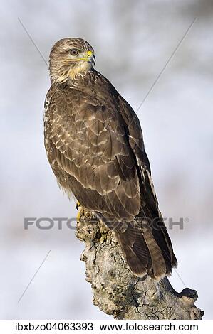 "Buzzard (Buteo buteo), perched on a tree stump in a snow-covered landscape, Swabian Alb Biosphere Reserve, Baden-Wurttemberg, Germany, Europe" View Large Photo Image Stock Image - "Buzzard (Buteo buteo), perched on a tree stump in a snow-covered landscape, Swabian Alb Biosphere Reserve, Baden-Wurttemberg, Germany, Europe". Fotosearch