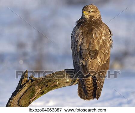 "Buzzard (Buteo buteo), perched on a branch in a snow-covered landscape, Swabian Alb Biosphere Reserve, Baden-Wurttemberg, Germany, Europe" View Large Photo Image Stock Photo - "Buzzard (Buteo buteo), perched on a branch in a snow-covered landscape, Swabian Alb Biosphere Reserve, Baden-Wurttemberg, Germany, Europe". Fotosearch