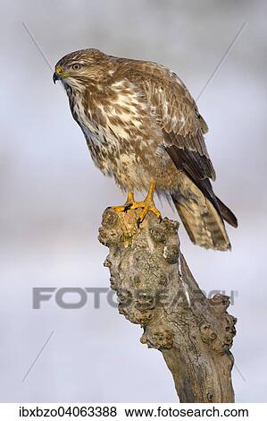 "Buzzard (Buteo buteo), perched on a tree stump in a snow-covered landscape, Swabian Alb Biosphere Reserve, Baden-Wurttemberg, Germany, Europe" View Large Photo Image Stock Photo - "Buzzard (Buteo buteo), perched on a tree stump in a snow-covered landscape, Swabian Alb Biosphere Reserve, Baden-Wurttemberg, Germany, Europe". Fotosearch