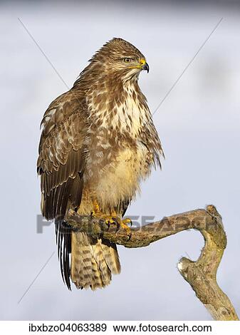 "Buzzard (Buteo buteo), perched on a branch in a snow-covered landscape, Swabian Alb Biosphere Reserve, Baden-Wurttemberg, Germany, Europe" View Large Photo Image Stock Photo - "Buzzard (Buteo buteo), perched on a branch in a snow-covered landscape, Swabian Alb Biosphere Reserve, Baden-Wurttemberg, Germany, Europe". Fotosearch