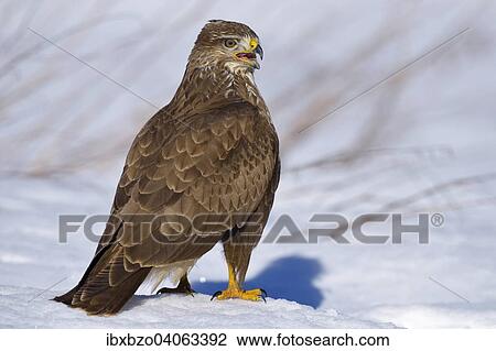 "Buzzard (Buteo buteo), perched on snow-covered ground, Swabian Alb Biosphere Reserve, Baden-Wurttemberg, Germany, Europe" View Large Photo Image Stock Image - "Buzzard (Buteo buteo), perched on snow-covered ground, Swabian Alb Biosphere Reserve, Baden-Wurttemberg, Germany, Europe". Fotosearch