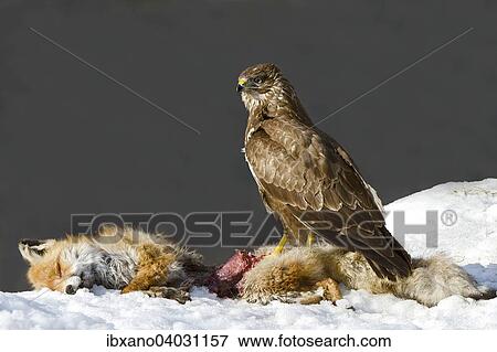 "Buzzard (Buteo buteo), perched on the carcass of a fox, Tyrol, Austria, Europe" View Large Photo Image Stock Photo - "Buzzard (Buteo buteo), perched on the carcass of a fox, Tyrol, Austria, Europe". Fotosearch