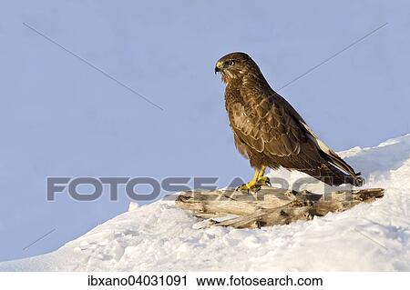 "Buzzard (Buteo buteo), Tyrol, Austria, Europe" View Large Photo Image Stock Image - "Buzzard (Buteo buteo), Tyrol, Austria, Europe". Fotosearch