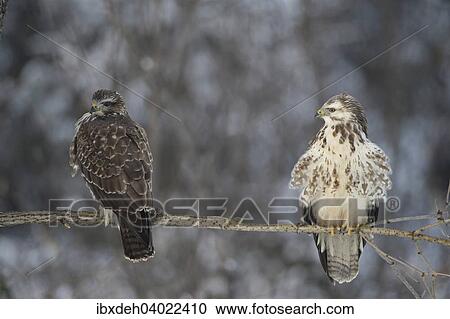 "Buzzards (Buteo buteo) dark and light color morphs, Allgau, Bavaria, Germany, Europe" View Large Photo Image Stock Image - "Buzzards (Buteo buteo) dark and light color morphs, Allgau, Bavaria, Germany, Europe". Fotosearch