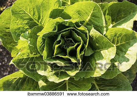 "Cabbage (Brassica oleracea), from above" View Large Photo Image Stock Image - "Cabbage (Brassica oleracea), from above". Fotosearch