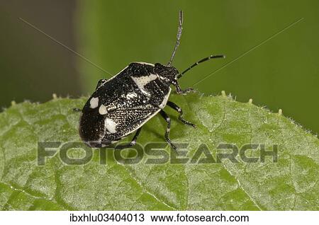 "Cabbage Bug (Eurydema oleraceum), Untergroningen, Abtsgmuend, Baden-Wurttemberg, Germany, Europe" View Large Photo Image Stock Image - "Cabbage Bug (Eurydema oleraceum), Untergroningen, Abtsgmuend, Baden-Wurttemberg, Germany, Europe". Fotosearch