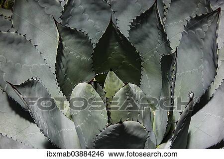 "Cabbage Head Agave (Agave parrasana), native to Mexico" View Large Photo Image Stock Photograph - "Cabbage Head Agave (Agave parrasana), native to Mexico". Fotosearch