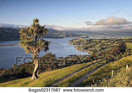"Cabbage tree (Cordyline australis) next to a farm road on grassland, view of the bay of Dunedin, city of Dunedin and Port Chalmers, Otago Peninsula, South Island, New Zealand, Oceania" View Large Photo Image Stock Photo - "Cabbage tree (Cordyline australis) next to a farm road on grassland, view of the bay of Dunedin, city of Dunedin and Port Chalmers, Otago Peninsula, South Island, New Zealand, Oceania". Fotosearch