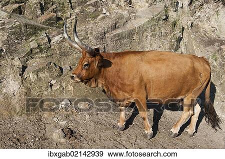 "Cachena cow, Peneda Geres National Park, Minho province, Portugal, Europe" View Large Photo Image Stock Photo - "Cachena cow, Peneda Geres National Park, Minho province, Portugal, Europe". Fotosearch
