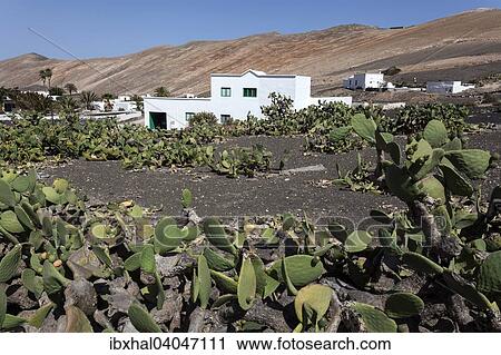 "Cacti field, Opuntia cacti (Opuntia), buildings of Femes and the Los Ajaches mountains at the back, Lanzarote, Canary Islands, Spain, Europe" View Large Photo Image Stock Image - "Cacti field, Opuntia cacti (Opuntia), buildings of Femes and the Los Ajaches mountains at the back, Lanzarote, Canary Islands, Spain, Europe". Fotosearch