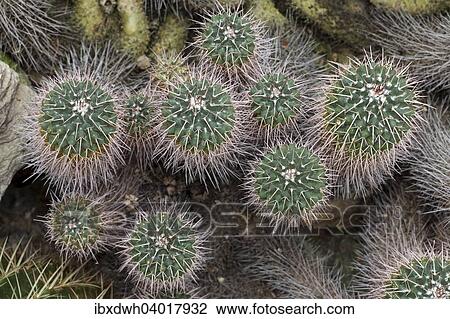 "Cacti (Mammillaria compressa), native to Mexico" View Large Photo Image Stock Image - "Cacti (Mammillaria compressa), native to Mexico". Fotosearch