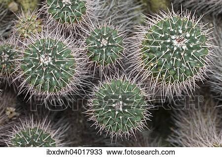 Stock Image - "Cacti (Mammillaria compressa), native to Mexico". Fotosearch