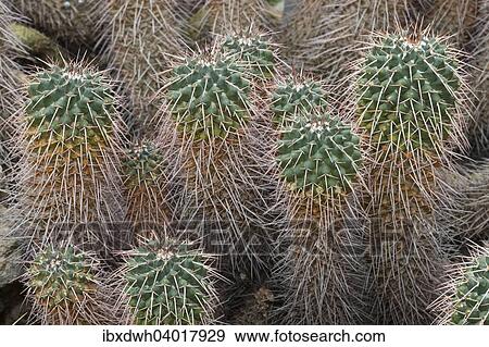 "Cacti (Mammillaria compressa), native to Mexico" View Large Photo Image Stock Photo - "Cacti (Mammillaria compressa), native to Mexico". Fotosearch