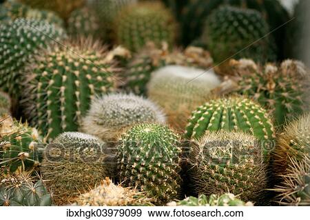 Stock Photo - "Cacti, Mammillaria species at the front, Golden Barrel Cacti or Mother-in-Law's Cushions (Echinocactus grusonii) at the back". Fotosearch