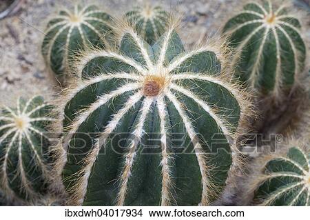 "Cacti (Parodia magnifica, syn. Notocactus magnificus), native to South Brazil, Rio Grande de Sol" View Large Photo Image Picture - "Cacti (Parodia magnifica, syn. Notocactus magnificus), native to South Brazil, Rio Grande de Sol". Fotosearch