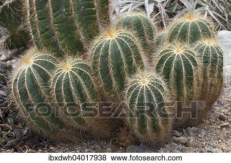 Stock Photo - "Cacti (Parodia magnifica, syn. Notocactus magnificus), native to southern Brazil, Rio Grande de Sol". Fotosearch