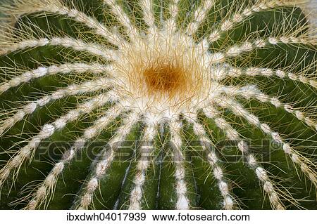 Stock Photo - "Cacti (Parodia magnifica, syn. Notocactus magnificus), native to southern Brazil, Rio Grande de Sol". Fotosearch