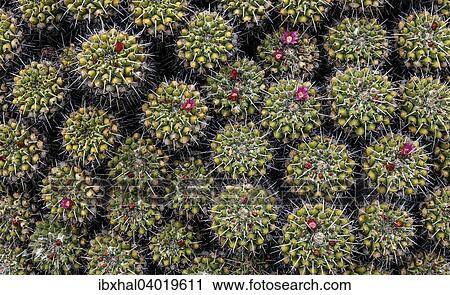Stock Image - "Cacti with purple flowers, Gran Canaria, Canary Islands, Spain, Europe". Fotosearch