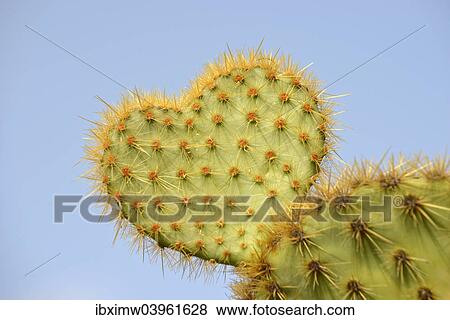 "Cactus in heart shape, Opuntia scheeri (Opuntia scheeri), Spain, Europe" View Large Photo Image Stock Photo - "Cactus in heart shape, Opuntia scheeri (Opuntia scheeri), Spain, Europe". Fotosearch