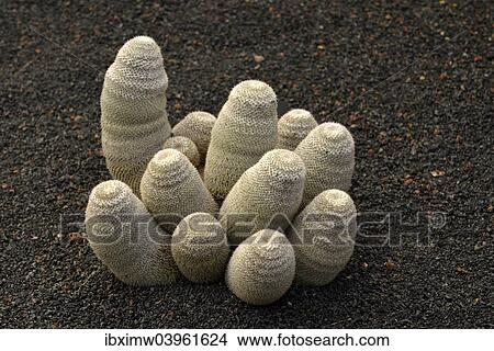 Picture - "Cactus Mammillaria haageana (Mammillaria Haageana), Mexico, North America". Fotosearch