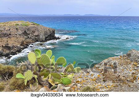 Picture - "Cactus on the rocky coast, Isola di Sant'Antioco, Province of Carbonia-Iglesias, Sardinia, Italy, Europe". Fotosearch