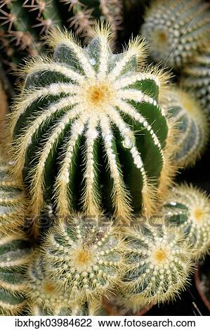 "Cactus species, Notocactus magnificus" View Large Photo Image Stock Image - "Cactus species, Notocactus magnificus". Fotosearch