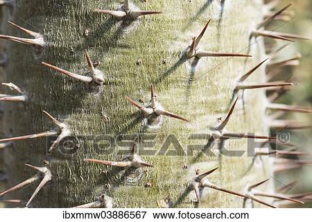 Stock Photo - "Cactus spines, close-up". Fotosearch