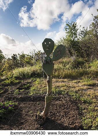 "Cactus with a carved face serving as a guide, La Palma, Canary Islands, Spain, Europe" View Large Photo Image Stock Image - "Cactus with a carved face serving as a guide, La Palma, Canary Islands, Spain, Europe". Fotosearch