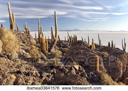 "Cactuses on an island in the Salar de Uyuni salt flat, Uyuni, Bolivia, South America" View Large Photo Image Stock Photograph - "Cactuses on an island in the Salar de Uyuni salt flat, Uyuni, Bolivia, South America". Fotosearch