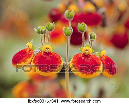 "Calceolaria, Lady's Purse or Slipper Flower (Calceolaria spec. Hybrid calynopsis orange), in flower, garden plant, Thuringia, Germany, Europe" View Large Photo Image Stock Image - "Calceolaria, Lady's Purse or Slipper Flower (Calceolaria spec. Hybrid calynopsis orange), in flower, garden plant, Thuringia, Germany, Europe". Fotosearch