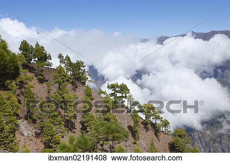 "Caldera de Taburiente National Park, view from Pico Bejenado, La Palma, Canary Islands, Spain, Europe" View Large Photo Image Stock Photo - "Caldera de Taburiente National Park, view from Pico Bejenado, La Palma, Canary Islands, Spain, Europe". Fotosearch