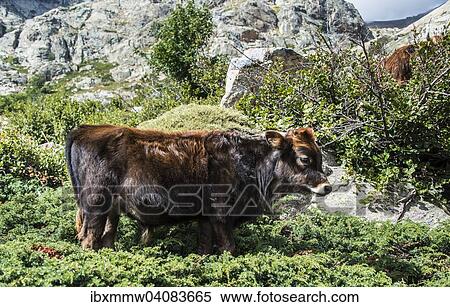 "Calf in the bushes, Corsica, France, Europe" View Large Photo Image Stock Photography - "Calf in the bushes, Corsica, France, Europe". Fotosearch