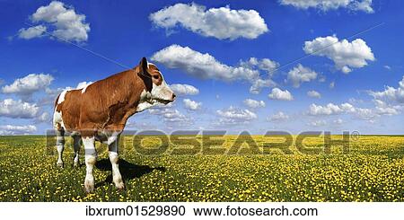 Stock Image - Calf standing on a meadow with dandelions against a blue sky with white clouds. Fotosearch