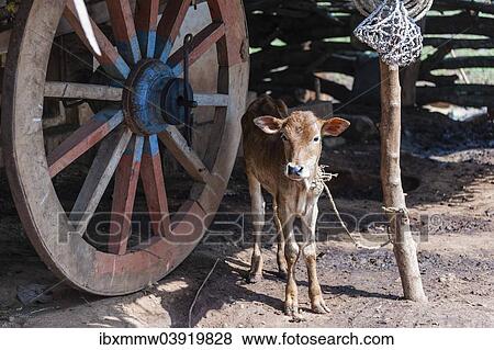 "Calf, tied up, India, Asia" View Large Photo Image Stock Photo - "Calf, tied up, India, Asia". Fotosearch