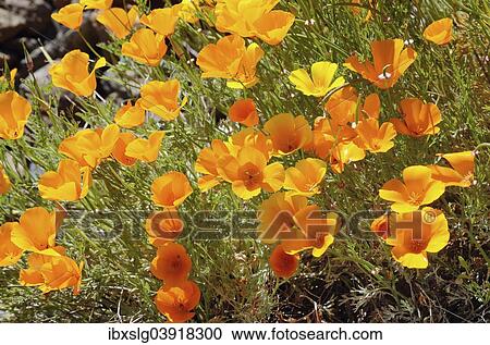 Stock Image - "California Poppies or Golden Poppies (Eschscholtzia california) in the flower town of Vilaflor, Tenerife, Canary Islands, Spain, Europe". Fotosearch