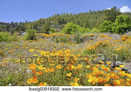 "California Poppies or Golden Poppies (Eschscholtzia california) on a uncultivated land in the flower town of Vilaflor, Tenerife, Canary Islands, Spain, Europe" View Large Photo Image Stock Image - "California Poppies or Golden Poppies (Eschscholtzia california) on a uncultivated land in the flower town of Vilaflor, Tenerife, Canary Islands, Spain, Europe". Fotosearch
