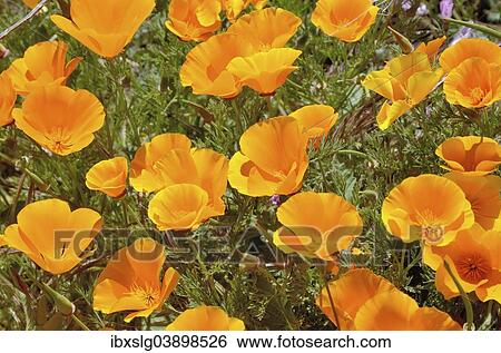 Stock Photograph - "California Poppies or Golden Poppies (Eschscholtzia california) in the flower town of Vilaflor, Tenerife, Canary Islands, Spain, Europe". Fotosearch