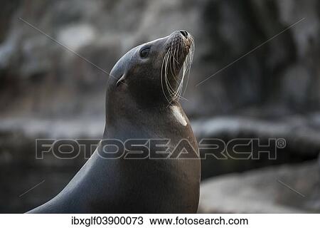 "California Sea Lion (Zalophus californianus), Hong Kong, China, Asia" View Large Photo Image Stock Image - "California Sea Lion (Zalophus californianus), Hong Kong, China, Asia". Fotosearch