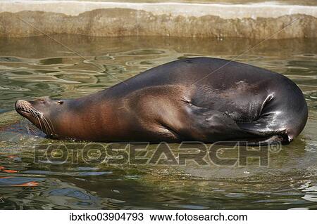 "California Sea Lion (Zalophus californianus), female, resting, captive" View Large Photo Image Stock Image - "California Sea Lion (Zalophus californianus), female, resting, captive". Fotosearch