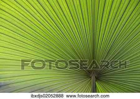 "California Washingtonia, Northern Washingtonia, California fan pal (Washingtonia filifera), palm frond" View Large Photo Image Stock Photo - "California Washingtonia, Northern Washingtonia, California fan pal (Washingtonia filifera), palm frond". Fotosearch