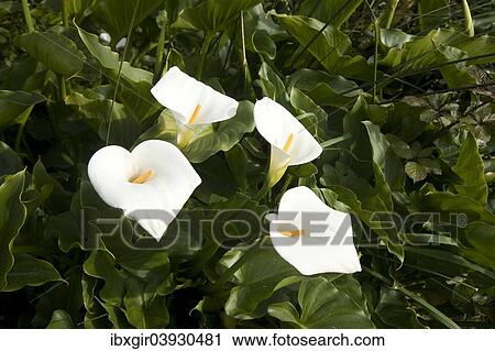 "Calla lilly (Zantedeschia aethiopica), Algarve, Portugal, Europe" View Large Photo Image Stock Image - "Calla lilly (Zantedeschia aethiopica), Algarve, Portugal, Europe". Fotosearch